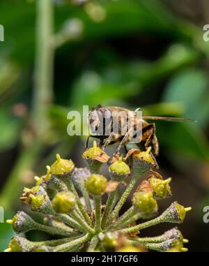 Drone affusolato Fly nutrimento da un fiore d'Ivy. Foto Stock