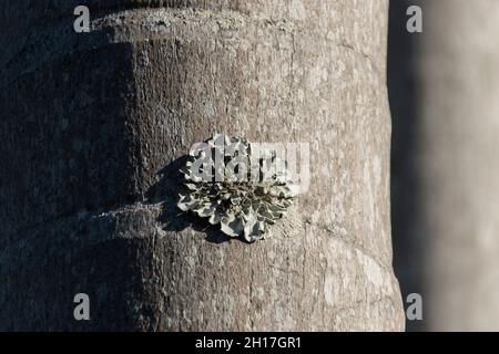 Lichen verde pallido circolare che cresce sulla corteccia di palma di bangalow, Archontophoenix cunninghamiana, Queensland, Australia. Sfondo, spazio di copia. Foto Stock