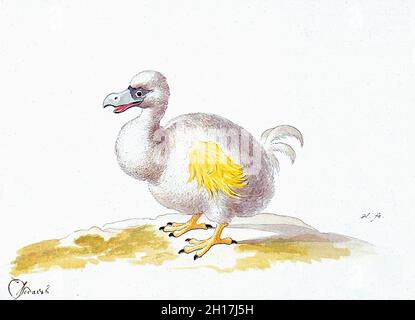 Dodo - Dodo Bianco - Pittura di un dodo bianco, basata su una forma di pittura 1611 di Roelant Savery Foto Stock