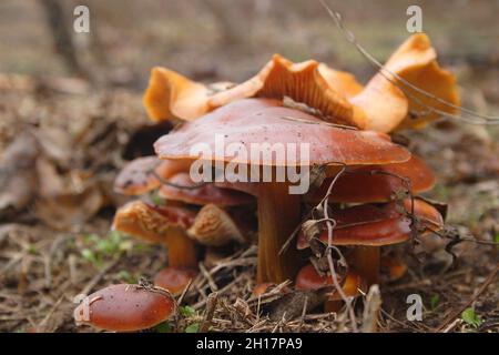 Funghi selvatici nella foresta in autunno dopo la pioggia.funghi giallo chanterelle in una foresta finlandese in autunno. Foto Stock