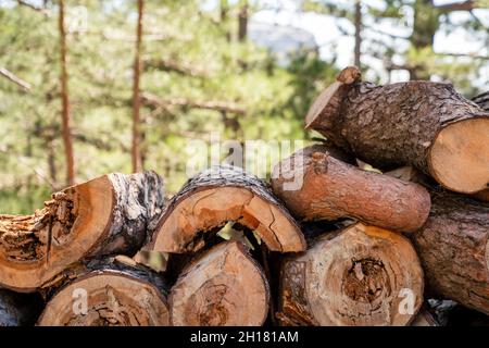 Un mucchio di tronchi di albero di segato che giacciono sul terreno con uno sfondo di foresta. Concetto di industria del legno. Foto di alta qualità Foto Stock