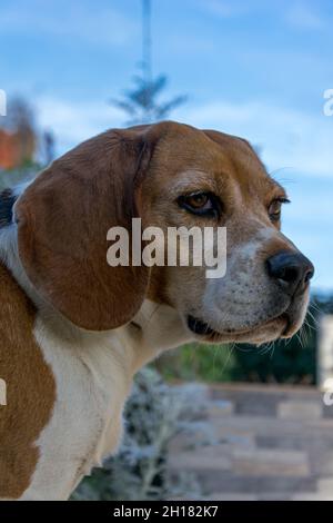 Ritratto del cane da lepre Foto Stock