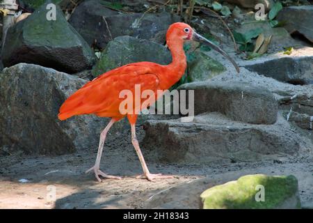 Primo piano di un uccello scarlatto ibis (Eudocimus ruber) Foto Stock