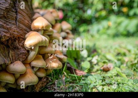 Primo piano selezionato di un gruppo di Hypholoma Fasciculare zolfo tuft che cresce da un ceppo di albero Foto Stock