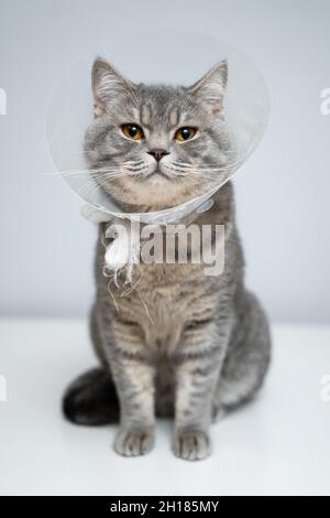 Collare protettivo in plastica per animali su gatto di razza britannica in posa in studio. Metodo del collare di recupero per impedire agli animali di aggravare la guarigione w Foto Stock