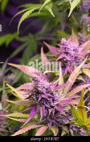 Marijuana medica o piante di canapa con germogli viola causato da antocianine in ritardo nella fase di fioritura Foto Stock