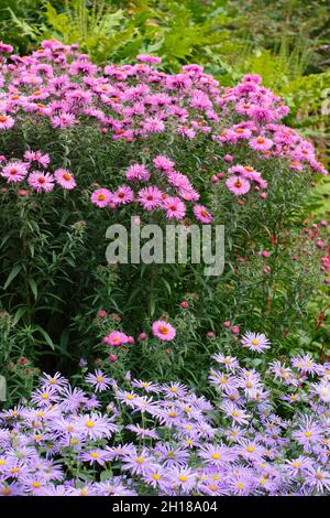 Assaggiatori in un bordo giardino di settembre. Fiori rosa profondi di Aster novae-angliae 'Andenken an Alma Potschke' e fiori di mauve di Aster frikartii Monch. Foto Stock