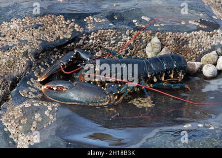 European Lobster (Homarus gammarus), un'immagine impilata ad alta risoluzione con messa a fuoco composta da 54 fotografie con ingrandimento 1:1 che danno un immenso dettaglio Foto Stock