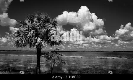 Immagine in bianco e nero di una palma solita sul Lago superiore di Myakka nel Myakka River state Park a Sarasota Florida USA Foto Stock