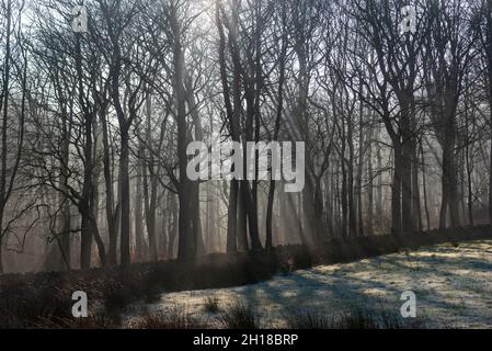 La luce del sole del mattino splende attraverso la nebbia nel bosco Foto Stock