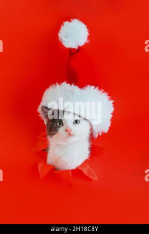 Gatto di Natale con cappello Babbo Natale isolato su sfondo rosso. Divertente gattino è entrato nel buco come natale nuovo anno concetto regalo. Felice anno nuovo Foto Stock