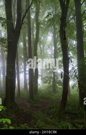 La luce del sole del mattino splende attraverso la nebbia nel bosco Foto Stock