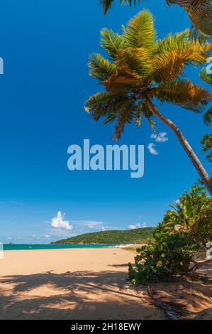 Palme ombreggiano la sabbia bianca sulla spiaggia di la Perle. Deshaies, basse Terre, Guadalupa, Indie Occidentali. Foto Stock