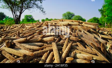 Mucchio di miglia matura o gemme di sorgo. Scorta fresca di germogli glaucum Pennisetum in un campo indiano all'aperto. Foto Stock