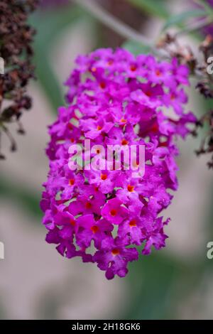 Primo piano di un fiore viola a forma di grappolo Foto Stock