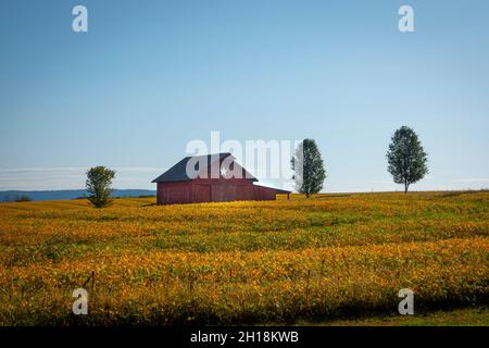 USA West Virginia WV Charles Town vecchio fienile in un campo di soia in autunno Foto Stock