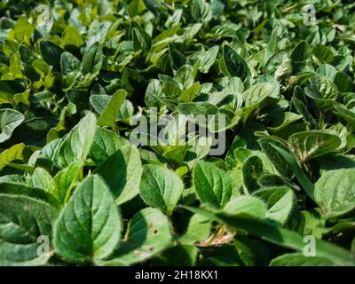 L'origano è un'erba della menta, o famiglia Lamiaceae. La gente lo ha usato per migliaia di anni per aggiungere sapore ai piatti e per trattare le condizioni di salute Foto Stock