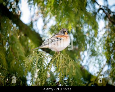 Brambling, Fringilla montifringilla, ritratto di perching maschile su ramo di pino in inverno, Paesi Bassi Foto Stock