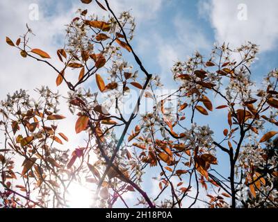 Juneberry o mespilus nevoso, Amelanchier lamarkii, rami con foglie rosse e fiori bianchi contro il cielo in primavera, Paesi Bassi Foto Stock