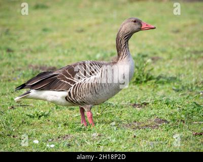 Greylag oca, Anser anser, vista laterale di oca in erba, Paesi Bassi Foto Stock