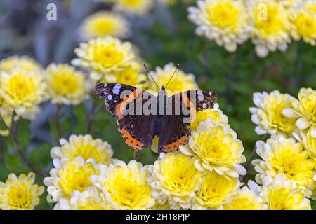 Close-up di farfalla sul fiore giallo Foto Stock