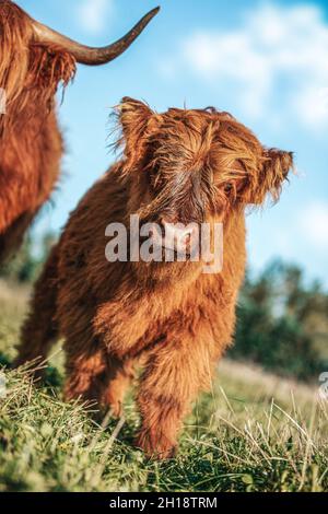 Ritratto di un vitello di bestiame delle Highland su un prato Foto Stock