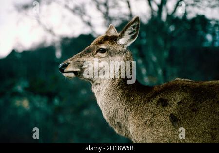 Cervus elephus - cervo rosso, Scozia Foto Stock