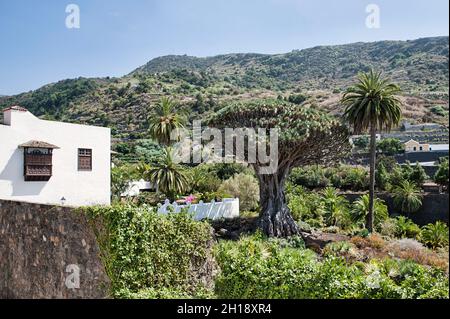 L'albero unico del drago, conosciuto localmente come albero di Drago Millenario, circondato da verdi colline con vegetazione lussureggiante endemica e case tradizionali Foto Stock