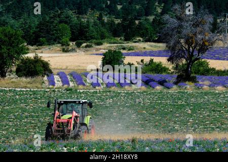 Un coltivatore su un trattore che lavora in campi fiorendo lavanda, specie di Lavandula. Terrassieres, Provenza, Francia. Foto Stock