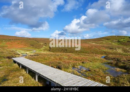 Sentiero nella Riserva Naturale Nazionale di Hermaness, Unst, Shetland, Scozia, Regno Unito Foto Stock