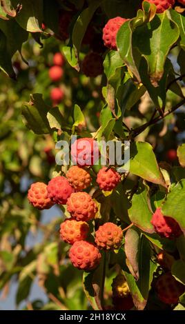 Hampshire, Inghilterra, Regno Unito. 2021. Albero di dogwood e frutta matura pronti per la raccolta in un giardino di campagna inglese a fine estate. Foto Stock