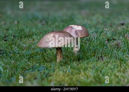 Due grandi toadstool bruno fruttare corpi che crescono in erba in autunno in un giardino a Surrey, Inghilterra sud-orientale parzialmente mangiato da brocche Foto Stock