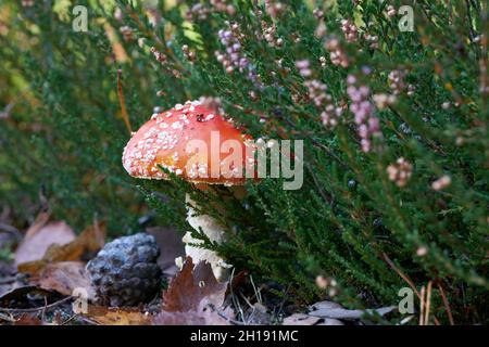 Lo sgabello (Amanita muscaria) cresce sul terreno forestale in autunno Foto Stock