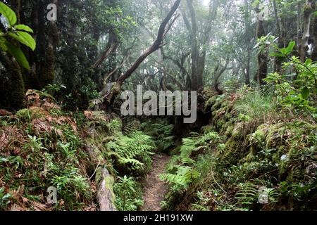 Sendero las siete Huertas en Taganana Foto Stock