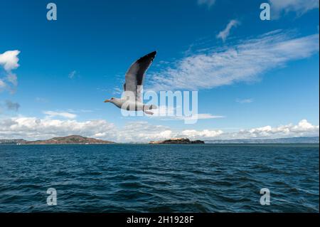 Un gabbiano in volo sulla baia di San Francisco. San Francisco Bay, San Francisco, California. Foto Stock