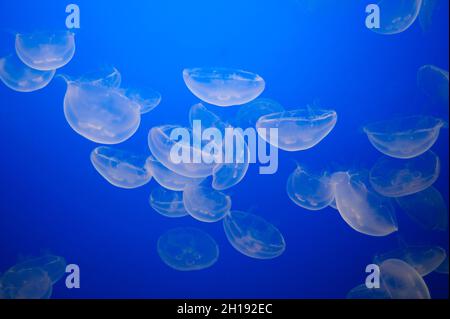 Meduse di luna, Aurelia labiata, nuoto in una mostra al Monterey Bay Aquarium. Monterey Bay Aquarium, Monterey, California. Foto Stock