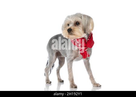 bella moda yorkshire terrier cane in posa con la sua bandana rossa sul collo su sfondo bianco Foto Stock