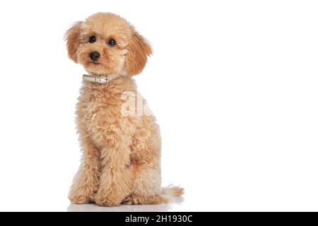 cane caniche piccolo che fa un viso carino alla macchina fotografica e che indossa un guinzaglio su sfondo bianco Foto Stock