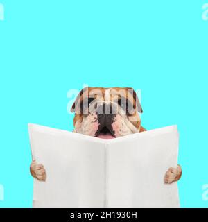 paesaggio di un carino cane da bulldog inglese che legge il giornale su sfondo blu Foto Stock