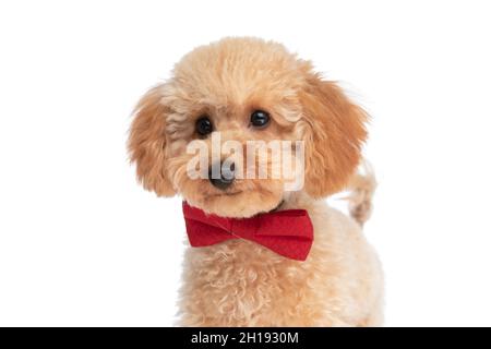 little caniche cane fare un viso carino e indossare un bowtie rosso su sfondo bianco studio Foto Stock