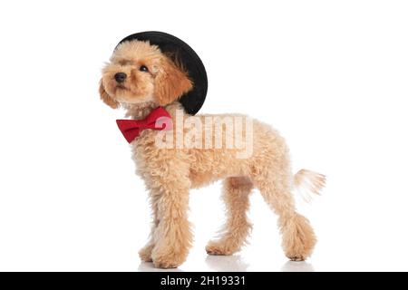 vista laterale di un cane da cuccioli che indossa un cappello nero sulla testa e un bowtie rosso su sfondo bianco Foto Stock