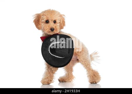 carino cane caniche che indossa un cappello nero e un bowtie rosso al collo su sfondo bianco Foto Stock