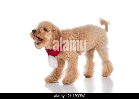 vista laterale di un cane caniche abbaiare a qualcuno e indossare un bandana rosso su sfondo bianco Foto Stock
