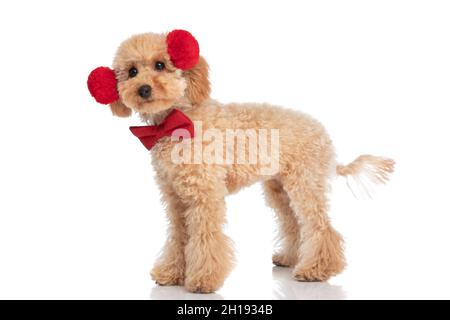 vista laterale di un carino cane caniche che indossa morbide cuffie e un bowtie rosso su sfondo bianco Foto Stock
