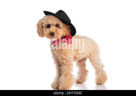 vista laterale di un carino cane caniche che indossa il suo cappello come un cowboy su sfondo bianco Foto Stock