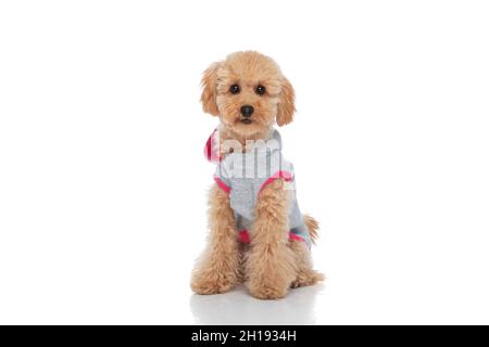 little caniche cane che indossa una blusa e seduto su sfondo bianco studio Foto Stock