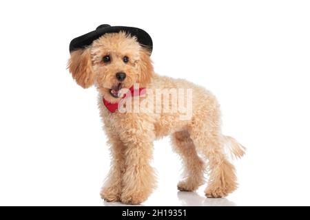 vista laterale di un piccolo cane caniche yawning, indossando un cappello nero e un bowtie rosso su sfondo bianco Foto Stock