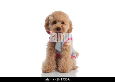 carino cane caniche che indossa una felpa con cappuccio e sbadigia su sfondo bianco studio Foto Stock