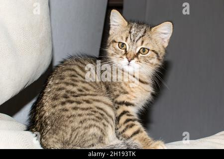 Un primo colpo di un gatto americano Shortair in un Foto Stock