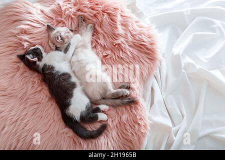 Coppia piccoli gattini felice in amore dormire insieme abbracciare rosa soffice plaid. Due gatti dormono comodamente in una casa accogliente. Vista dall'alto. Cucciolo di gattino Foto Stock
